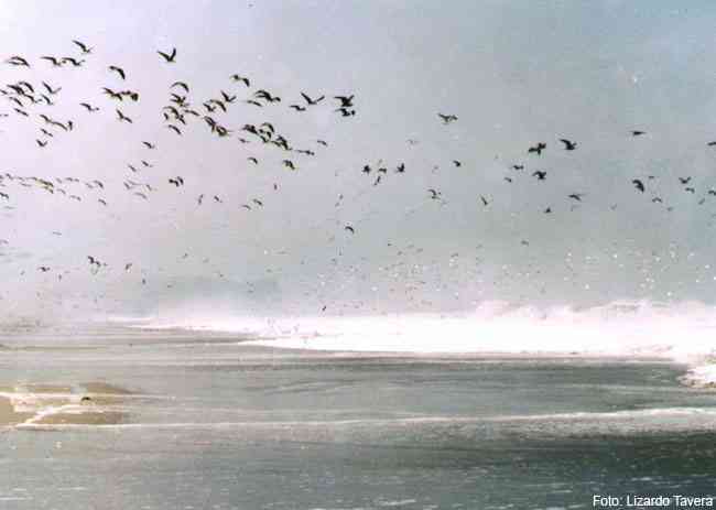 [Playa de Chilca]