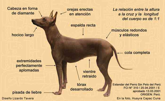 del Peru - Perro Sin del Perú Patrimonio Cultural